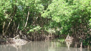 location voiture martinique