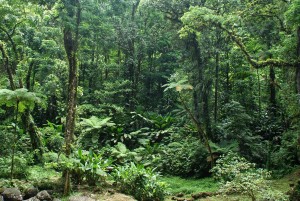 location voiture martinique